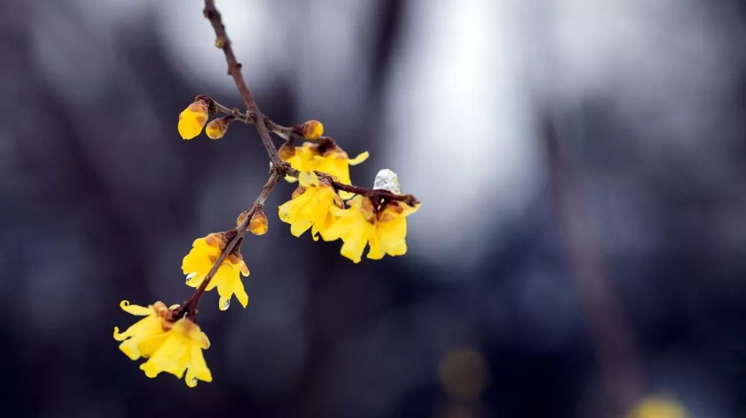 微信头像梅花图片大全_关于梅花的微信名_微信头像雪中梅花