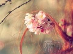 不带符号的唯美游戏名字-普罗旺斯の花香